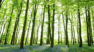 Have your say on how the Council plans to manage and enhance tree and woodland across West Northants